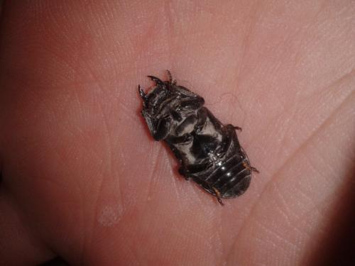 Réf. 200 585 : Dorcus parallelipipedus